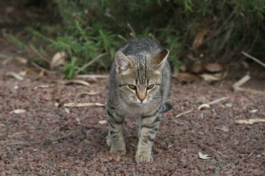 Cat walking outside