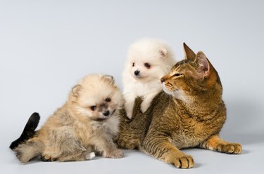 adult cat and 2 small puppies laying together