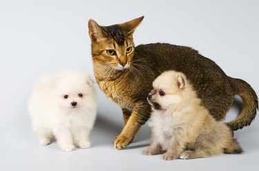 cat and two small dogs together