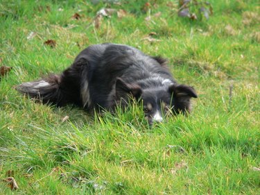 Black dog in grass