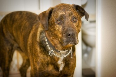 Close up of a brown dog