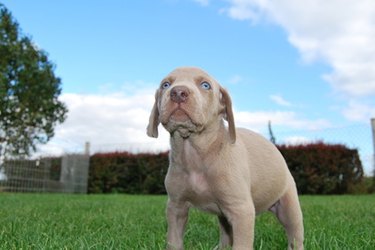 A brown puppy outside on grass