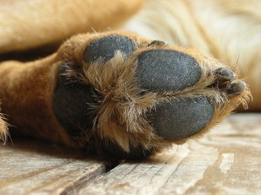 Close up of the bottom of one brown dog paw.