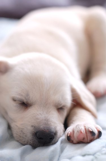Newborn white puppy