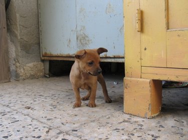 can puppies see at 3 weeks old