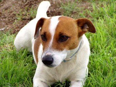 Jack Russell terrier. A golden retriever and Jack Russell are usually compatible.