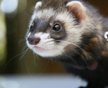 Closeup of a ferret