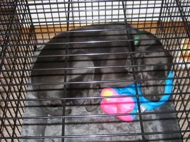 dog sleeping in a crate