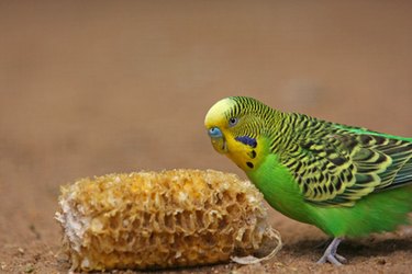 A green pet bird