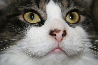 Closeup of a cat