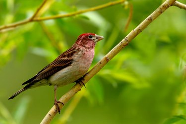 There are many fruits and vegetables that finches can eat.