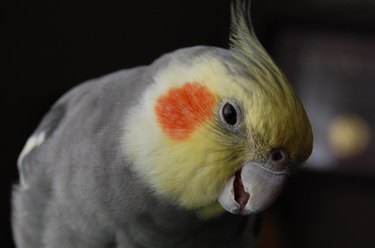 Homemade cockatiel clearance treats