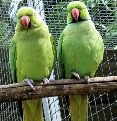 Closeup of two green birds