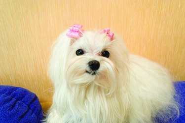 Closeup of a white Maltese