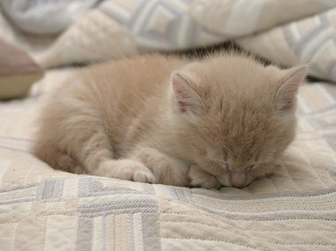 Close up of a light-colored kitten