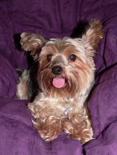 Closeup of a small brown dog on a purple pillow