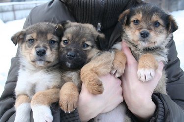 Three puppies in someone's arms