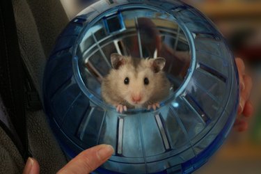 How to Train Your Hamster to Sleep at Night