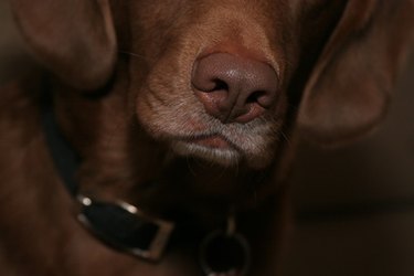 Close up of a brown dog's nose
