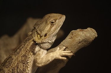 Reptiles, The Place For Pet People