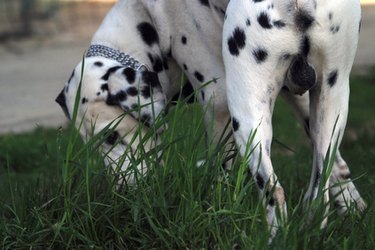 Black and white spotted dog in grass