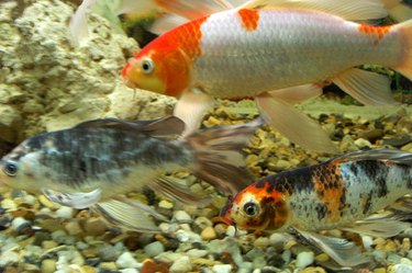 Three colorful koi swimming in water