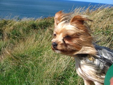 Yorkshire Terrier Chewing Problems