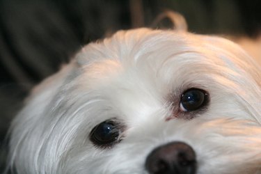 Maltese puppy hot sale tear stains