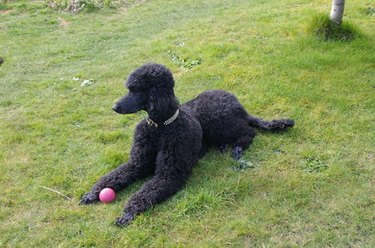 A standard poodle