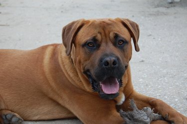 Close up of a brown dog