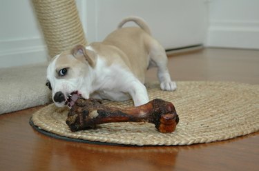 Small brown and white dog chewing on large bone on living room rug