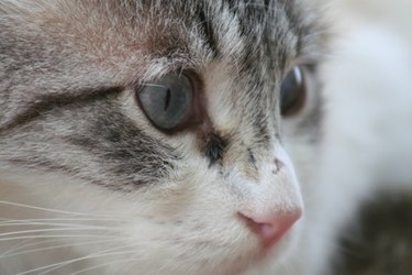 Closeup of a gray striped cat's face