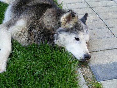 Large dog laying in grass