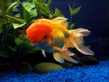Closeup of a Goldfish