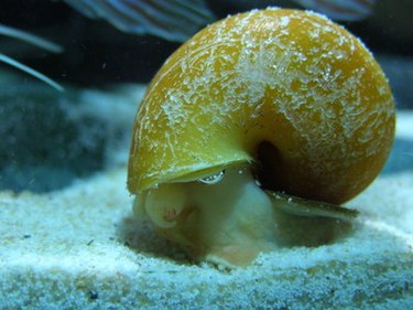 Snails can help keep your aquarium clean.