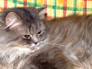 Closeup of a fluffy cat