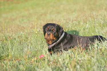 Close up of a Rottweiler in grass