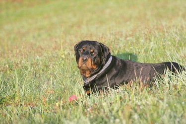 Signs of a Pregnant Rottweiler | Cuteness