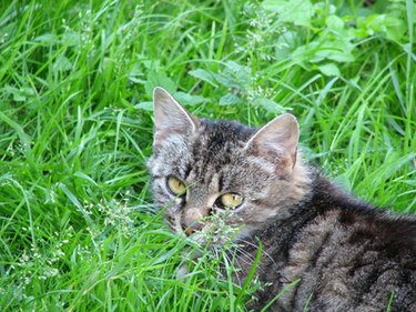 A small gray striped cat in long grass.