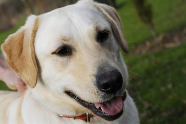 White Labrador retriever. Making fresh foods for dogs is possible.