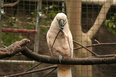 A cockatoo sits in a wire mesh cage.