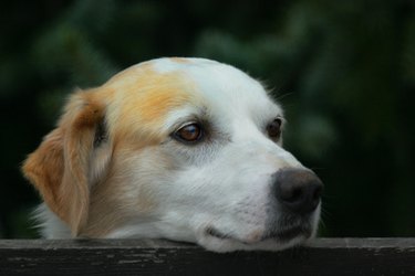 Closeup of a brown and white dog's face