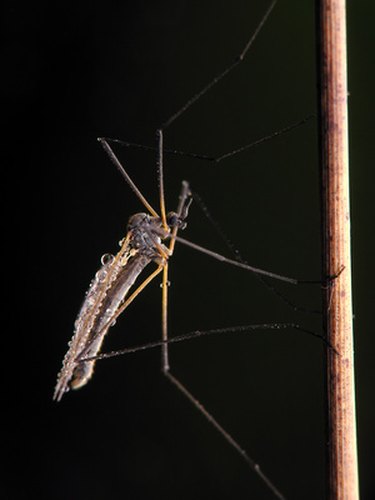 Mosquito closeup on dark background