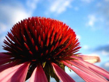 Closeup of an echinacea blossom