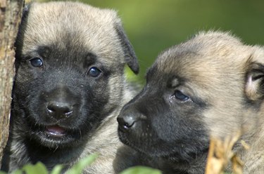 Closeup of a two puppies