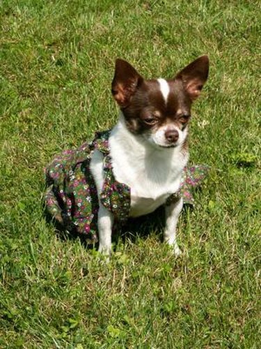 Small dog in grass