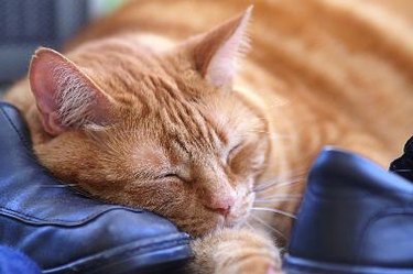 Tabby cat taking a cat nap on a pair of shoes