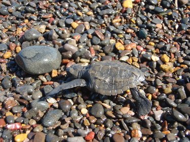 Young turtle on expanse of pebbles