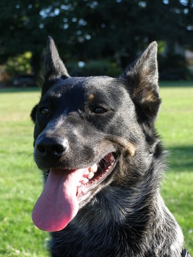 Happy dog in the park