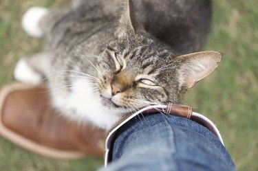 Cat rubbing against leg affectionately